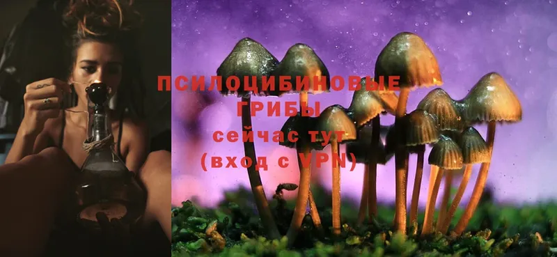 Псилоцибиновые грибы ЛСД  где найти   Ак-Довурак 